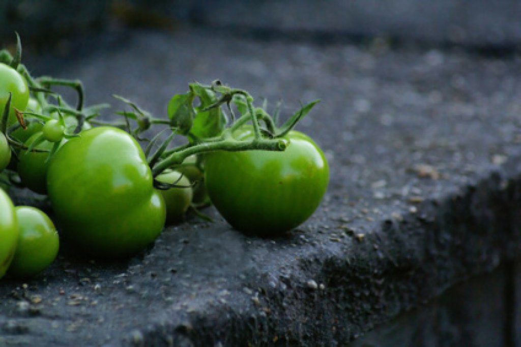 Eingelegte grüne Tomaten - Rezept | Kochrezepte.at